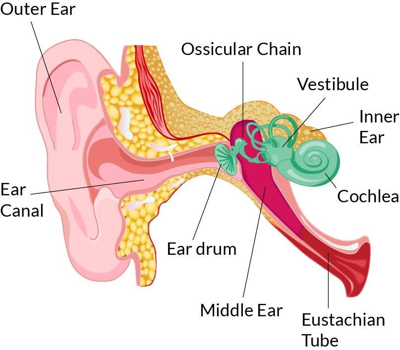 Noise-Induced Hearing Loss (NIHL) | Best Ways To Prevent It