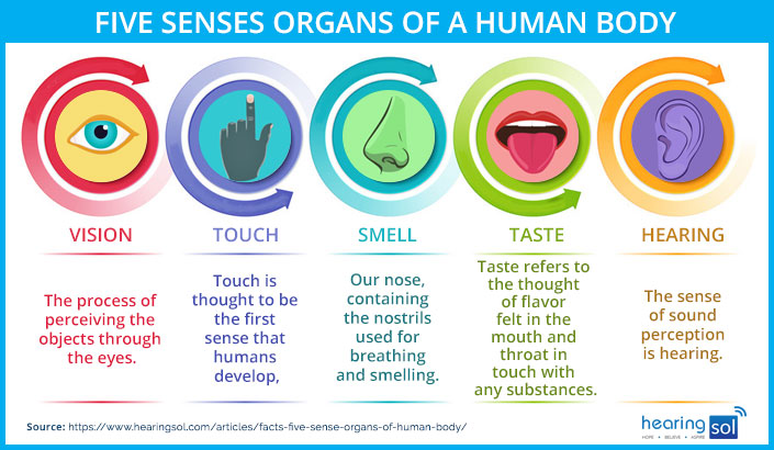 Five Sense Organs Of The Human Body Best Facts Figure